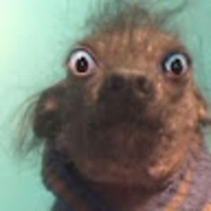 Meet your Posher, Kelvon